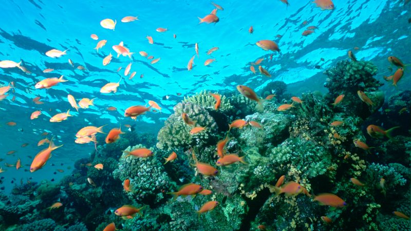 Investire nell'ambiente paga e riduce la perdita di biodiversità