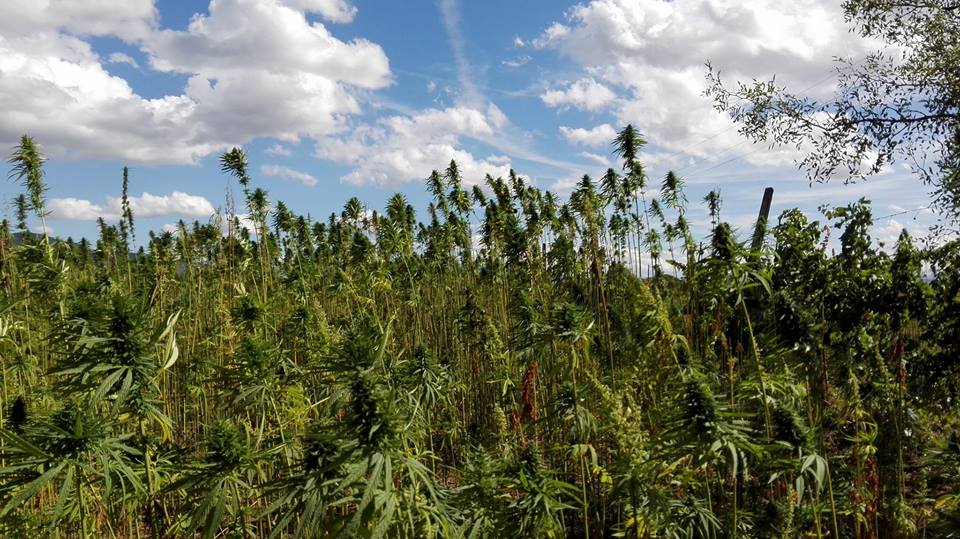 Canapamo, fare rete per il rilancio della canapa