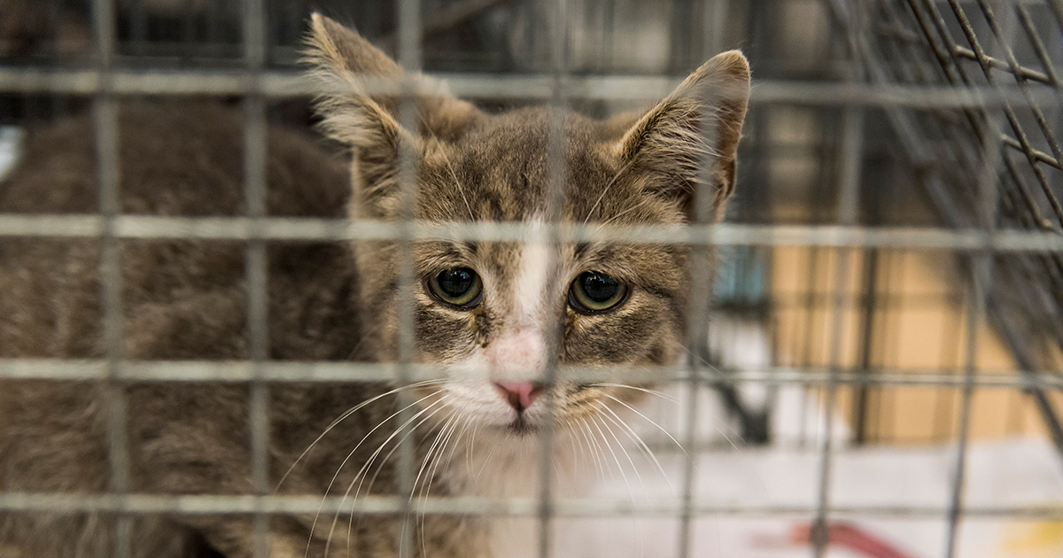 Natale, gli animali non sono giocattoli. Solo adozioni responsabili