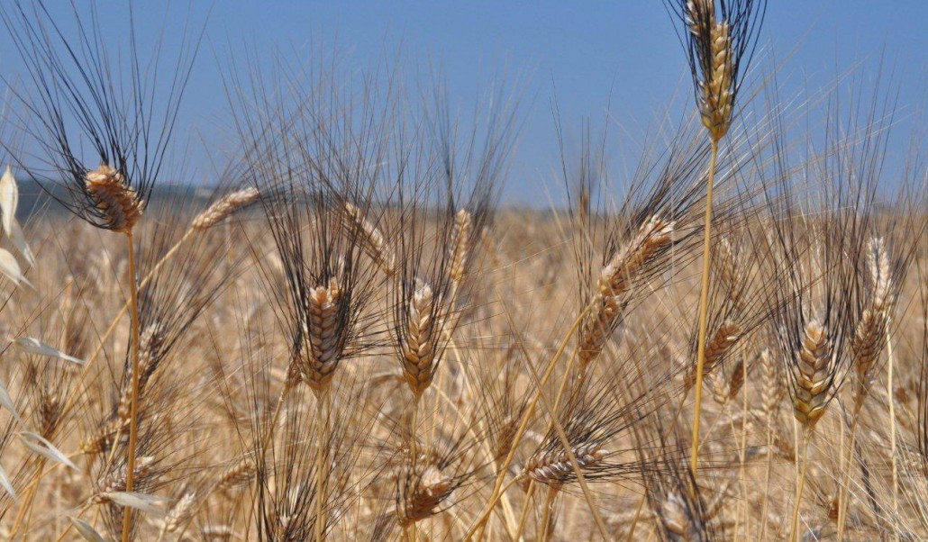 Rischio speculazioni sul grano cappelli: se ne parla oggi in Parlamento
