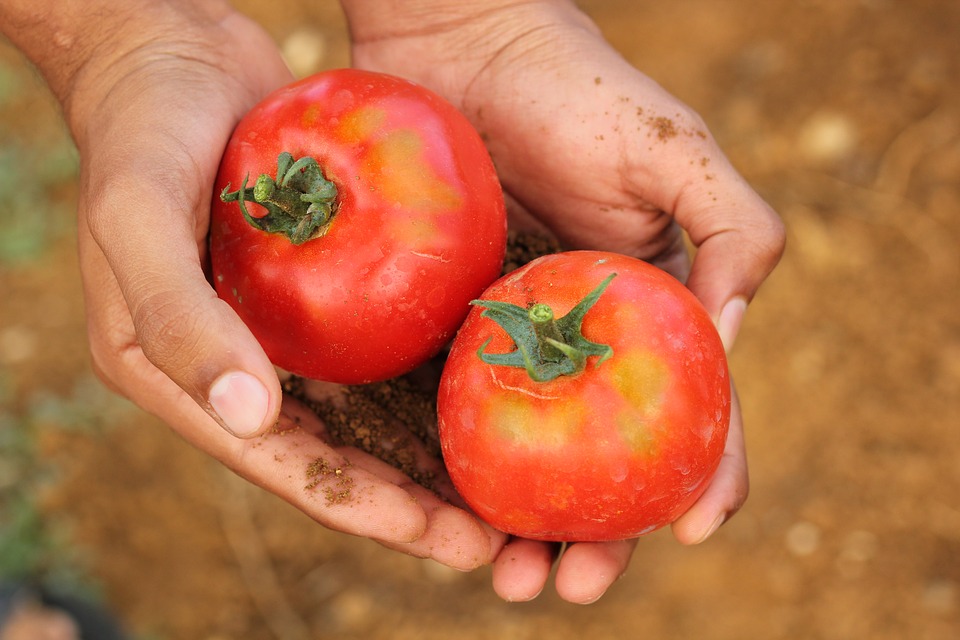 tomato-2450370_960_720