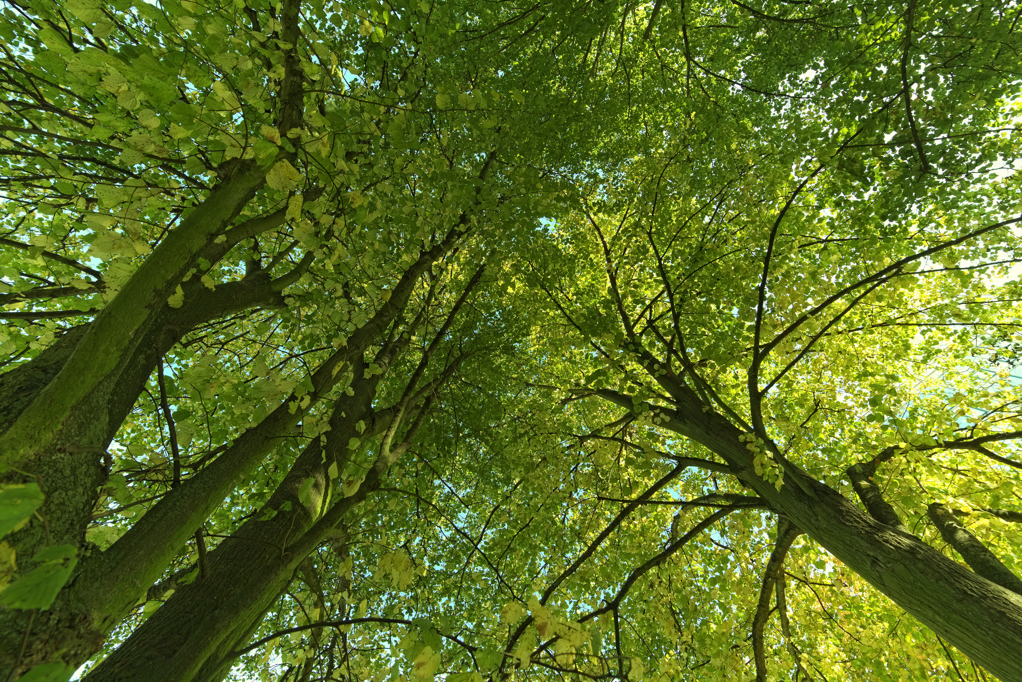 Nasce la Libera Università del Bosco