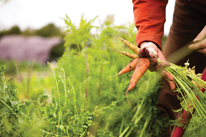 Agricoltura Sociale e inclusione lavorativa: un anno di traguardi in Lombardia