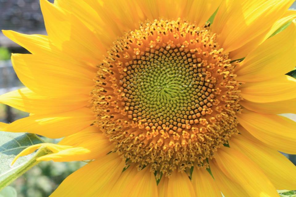 Biodiversità: l’Italia ha la flora più ricca d’Europa