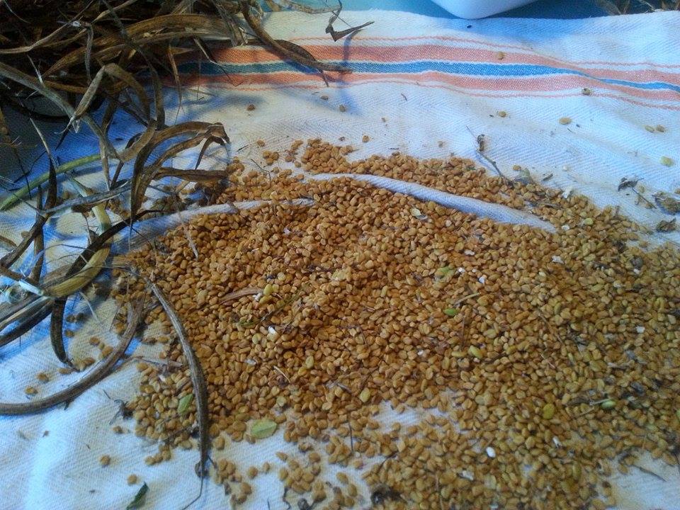 “Così custodiamo i semi naturali della Sicilia”