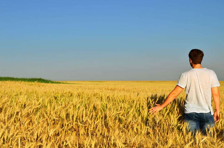 42178162 - young man looks into the distance in a barley field