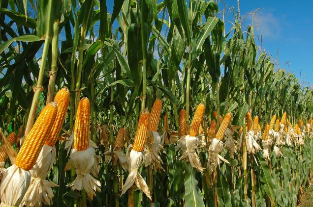 Ogm? La vera sfida è un’agricoltura resiliente