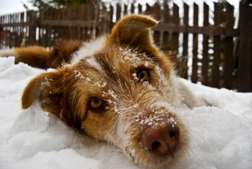 Gelo e neve, come proteggere gli animali?