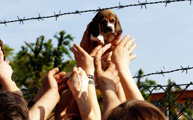 Green Hill bis: assolti i veterinari pubblici e i dipendenti