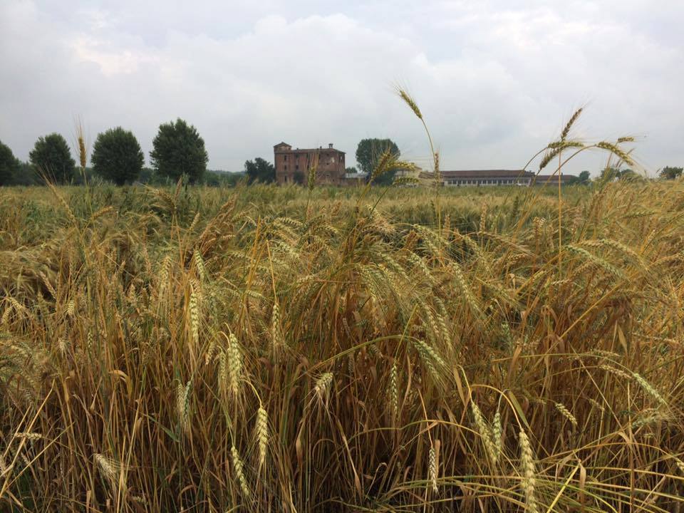 Panacea, il progetto che recupera l’antica filiera del pane – Io Faccio Così #205