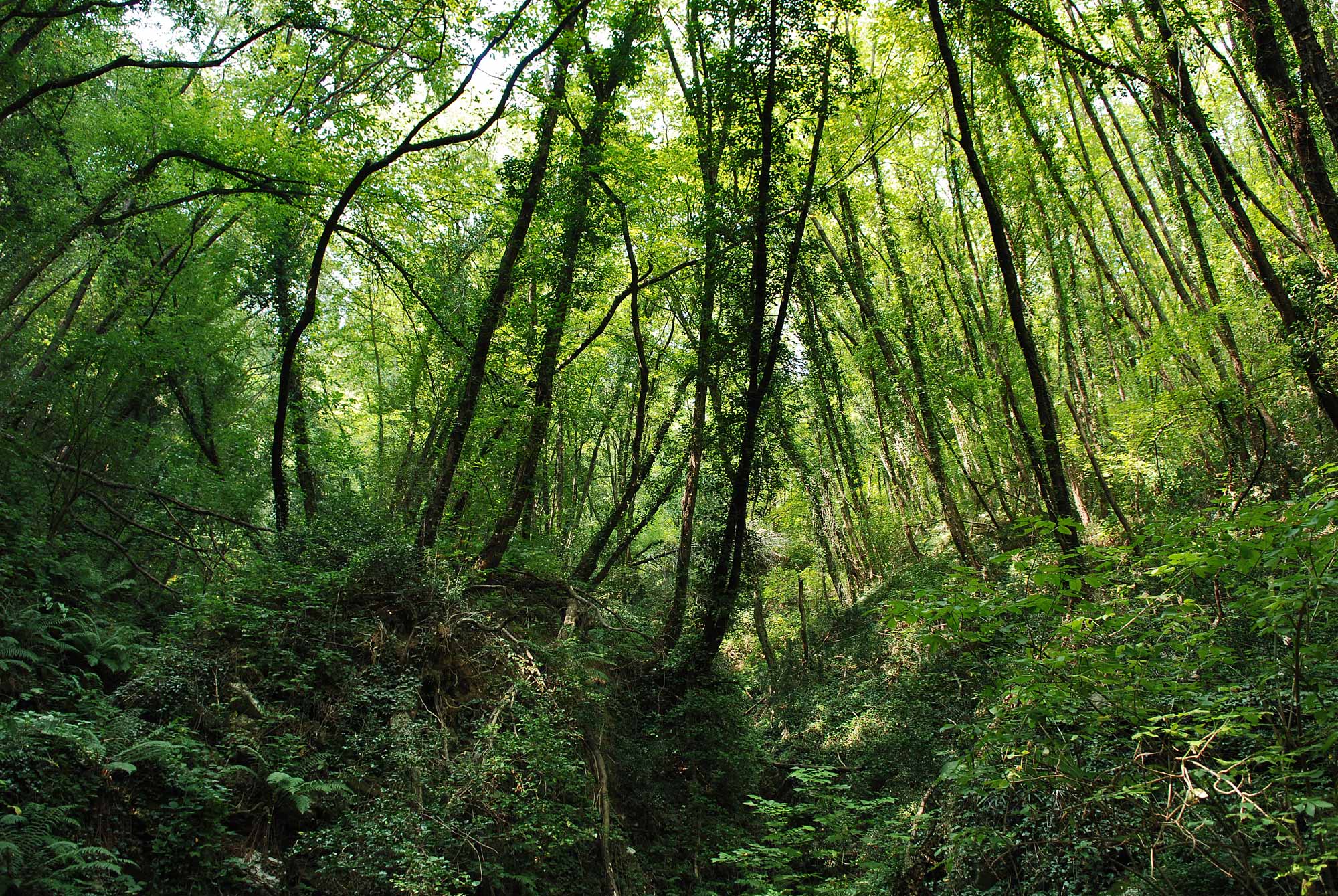 Foreste: "La nuova legge punta solo a estrarre legname dai boschi"