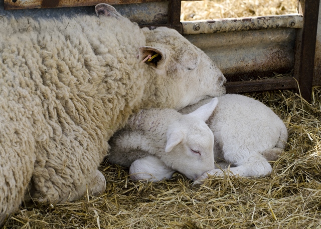 Lamb-and-ewe-asleep
