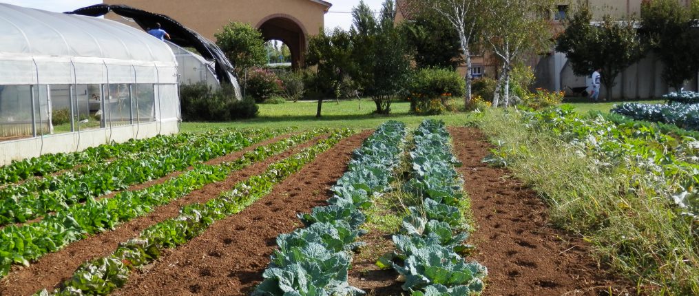 Agricoltura sociale: “I giovani con autismo trovano lavoro e crescita”