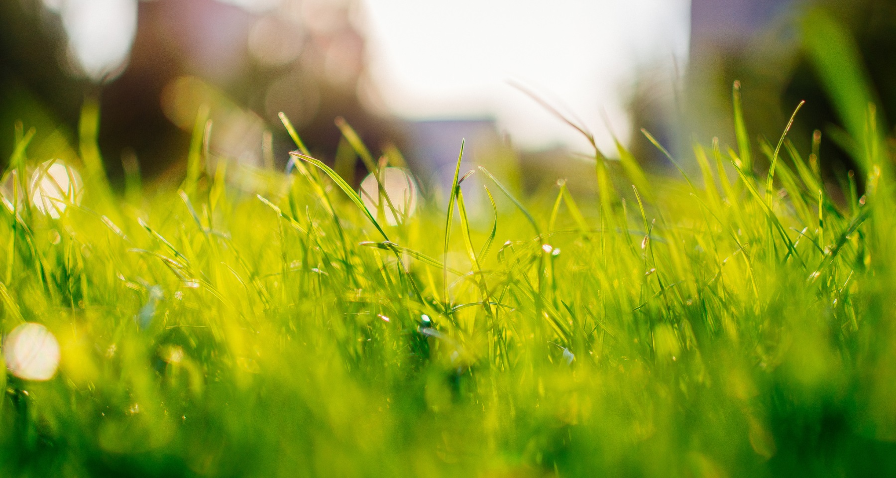 pesticides_header