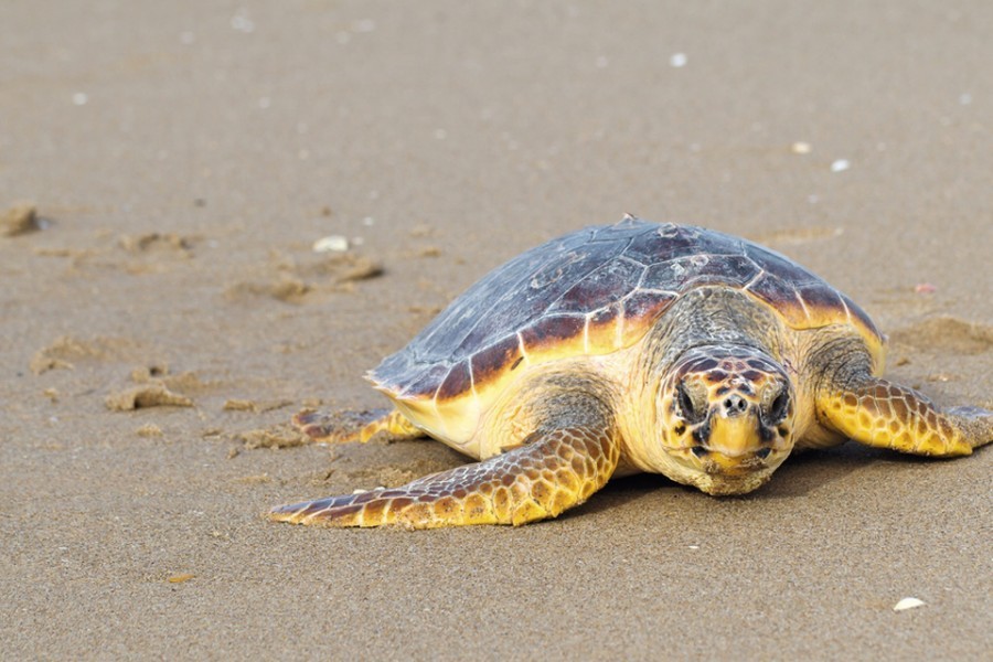 Le tartarughe marine tornano a nidificare in Sicilia