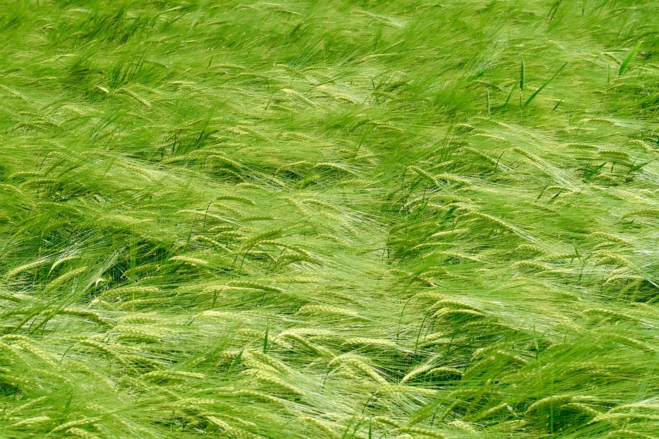 agricoltura-friuli