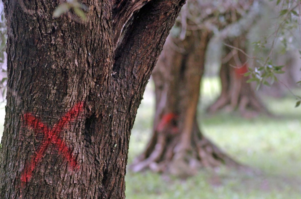 Xylella: e se “fastidiosa” fosse la nostra agricoltura?