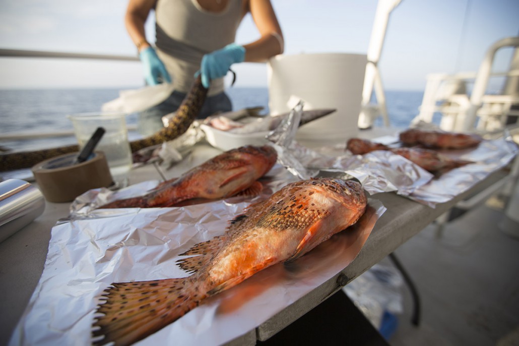 Rifiuti in mare: microplastica anche in pesci e invertebrati (Guarda le foto)