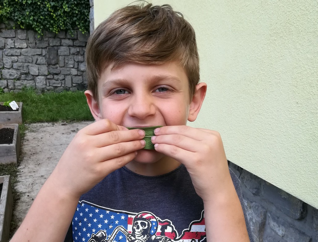 Le foglie di salvia sono un ottimo spazzolino naturale!