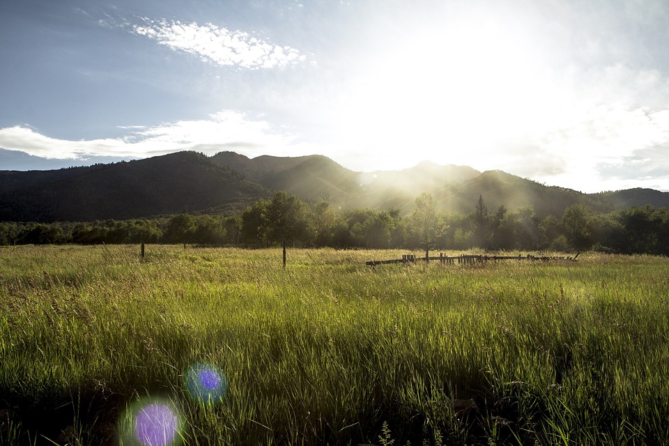 grassy-field-1031578_960_720
