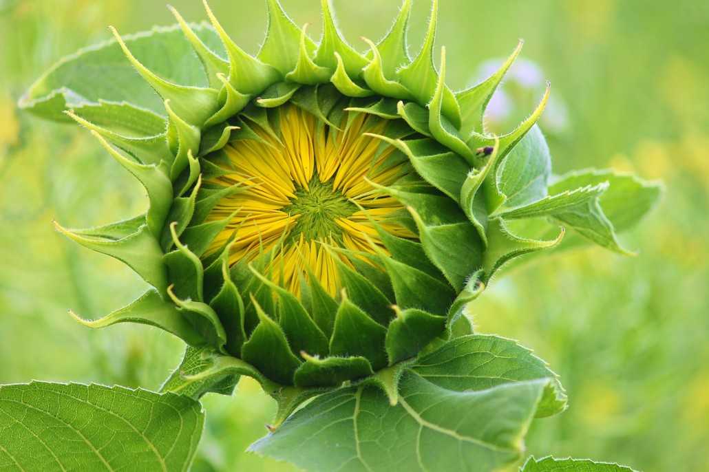 sun-flower-3536155_1280