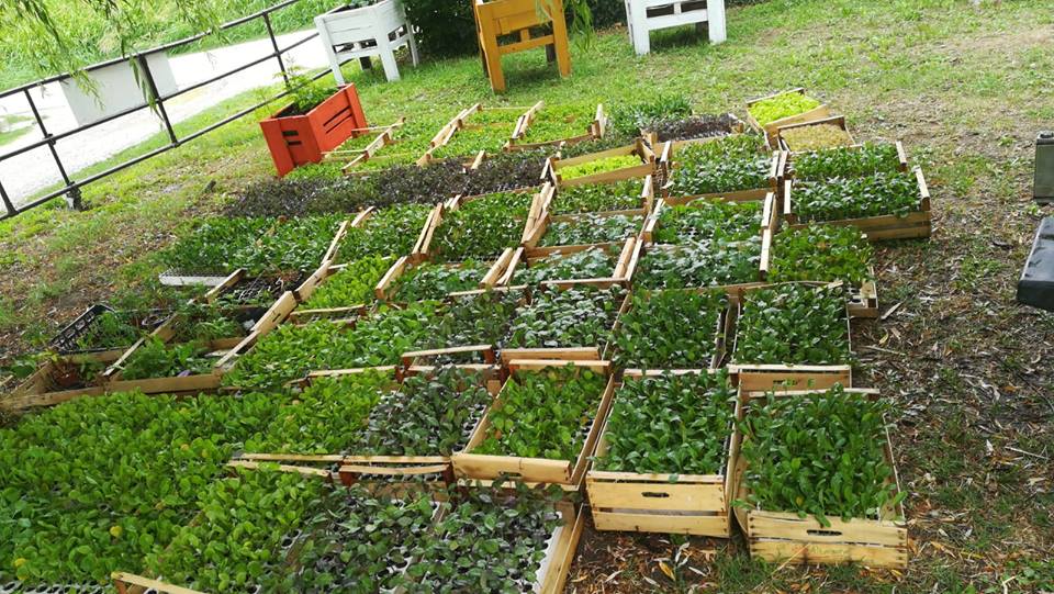 Coltivazioni del progetto Rigenera