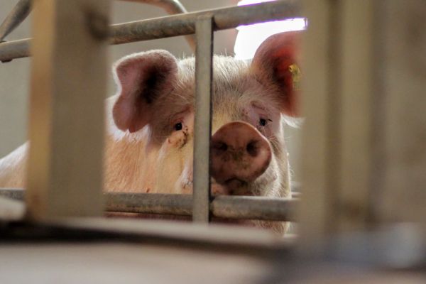 factory_farmed_mother_pig_in_cage