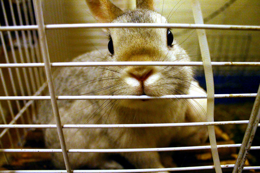 300 Milioni di animali rinchiusi: “Stop all'era delle gabbie!”