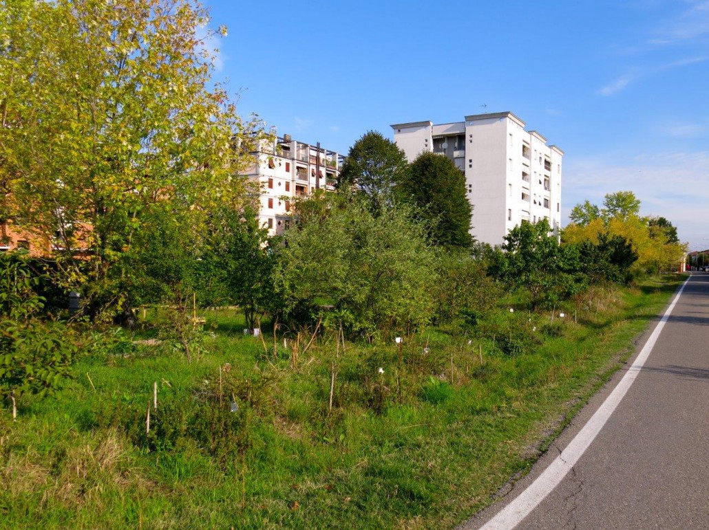 Le aree verdi di città rinascono con gli orti condivisi