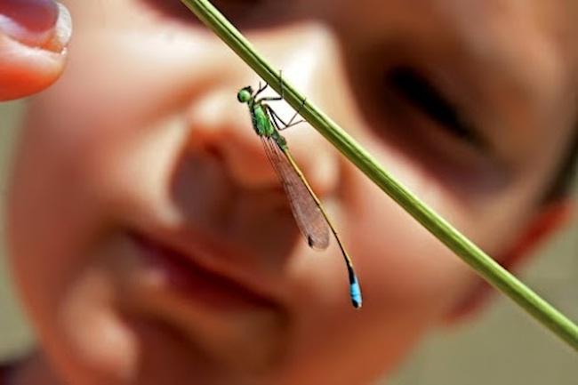 juguetes-educativos-para-observar-insectos-en-El-País-de-los-Juguetes