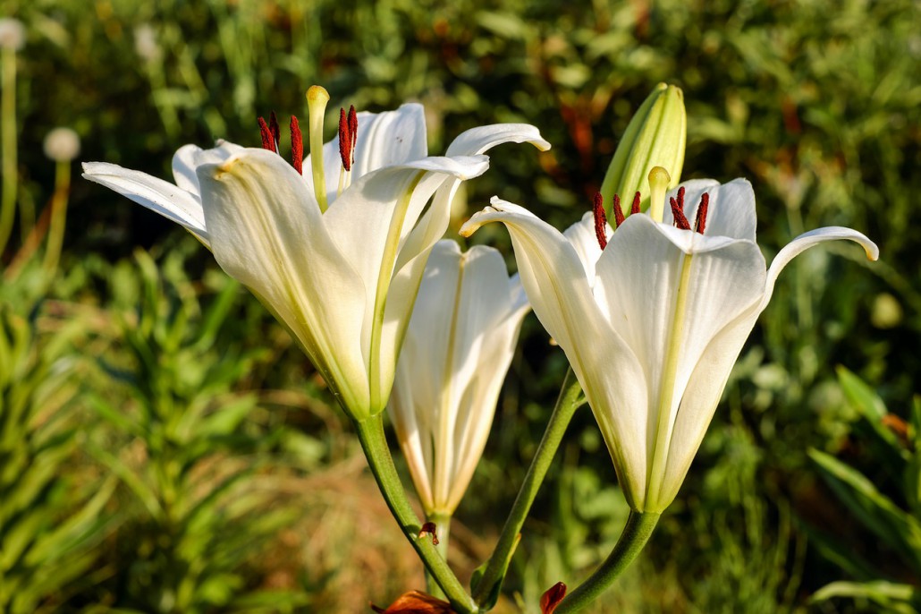 lily-2448290_1280