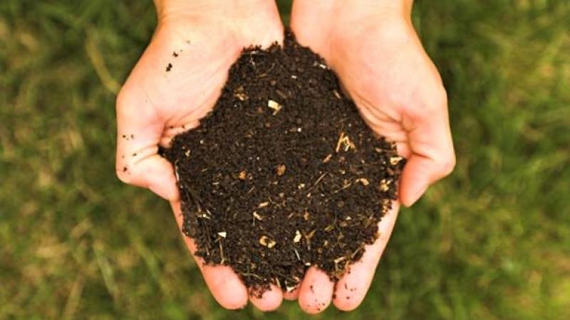 Lombricoltura Clandestina: quando i lombrichi aiutano il pianeta