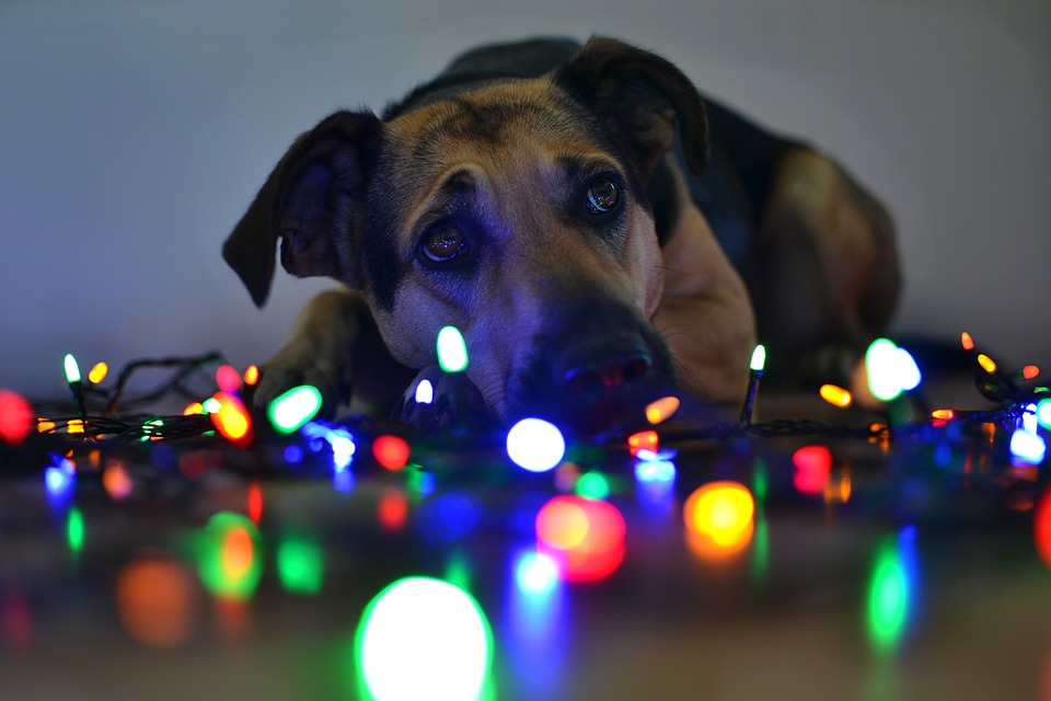 christmas-3662308_960_720