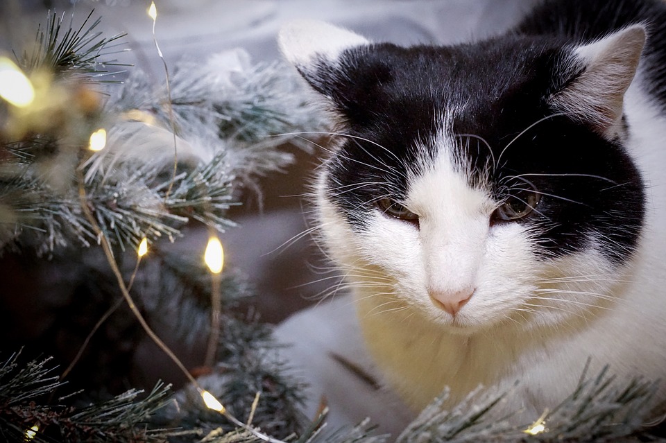 A Natale anche gli animali hanno diritto alla serenità