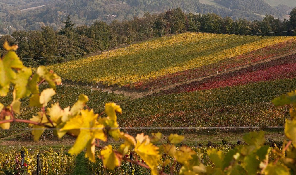 Oltrepò Pavese: bellezza e biodiversità a ritmo lento
