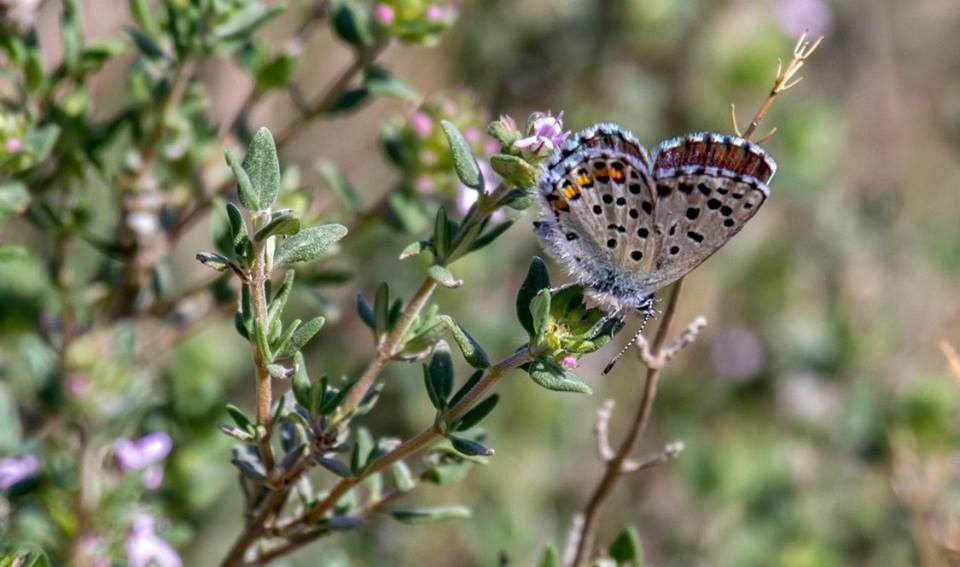 butterflywatching1