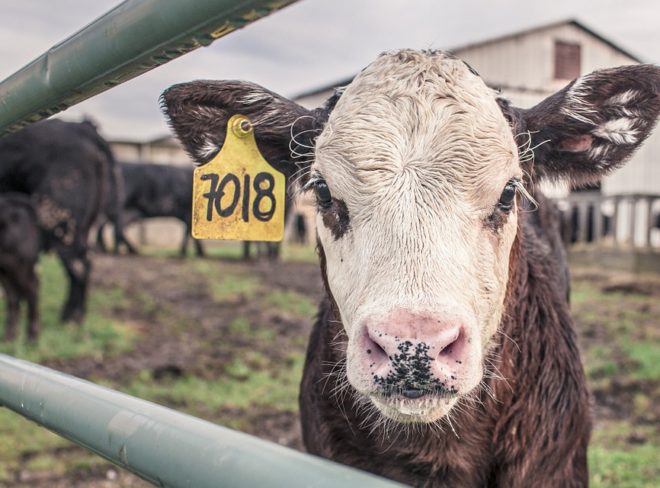 calf 362170 960 720
