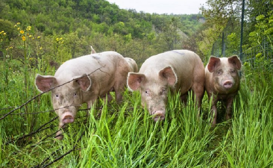 Nel 2019 dobbiamo mangiare meno carne! Ecco perché…
