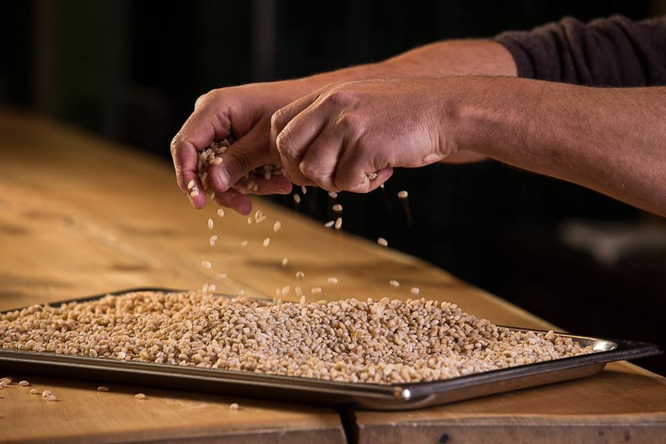 cibi-fermentati