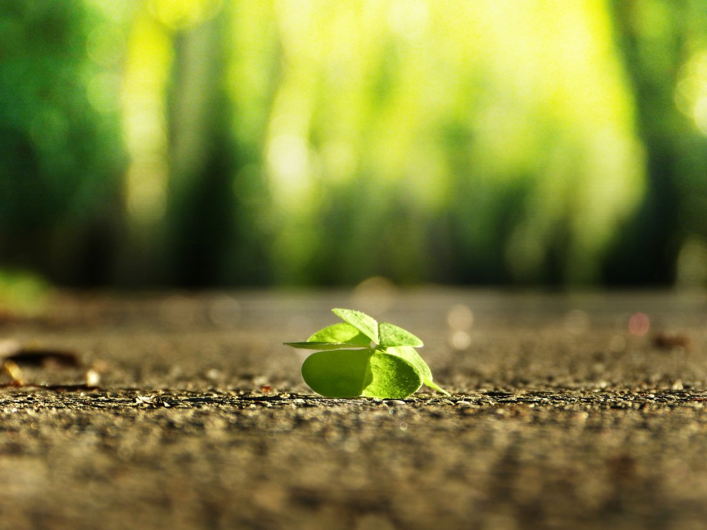 four-leaf-clover-3336774_1920