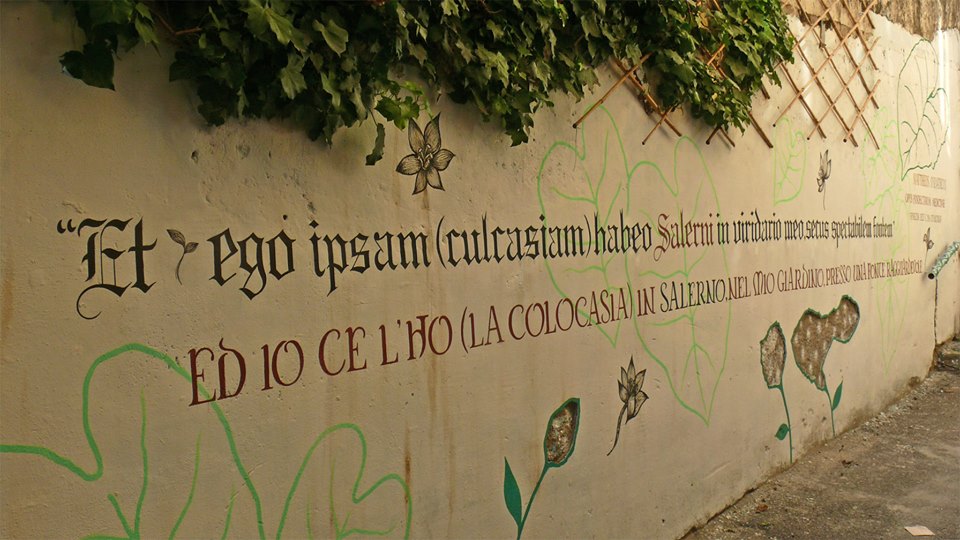 Il Giardino della Minerva, il più antico orto botanico d'Occidente – video#4
