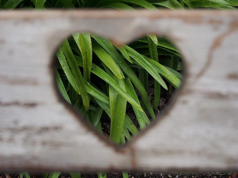 love-1333508_960_720-768x576