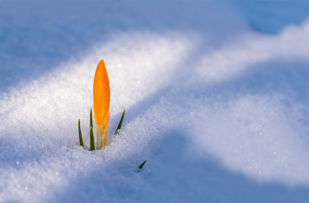 spring-awakening-3132112_1920