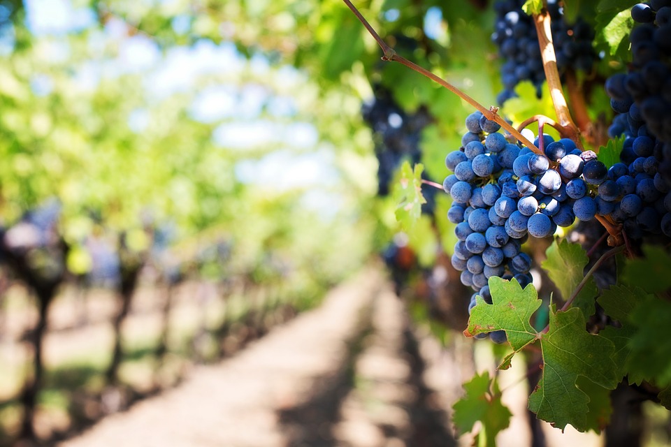 ora-in-piemonte-nuova-legge-agricoltura-2