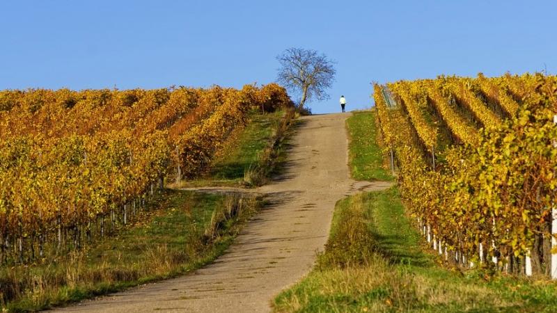 Ora in Piemonte una nuova legge per l’agricoltura