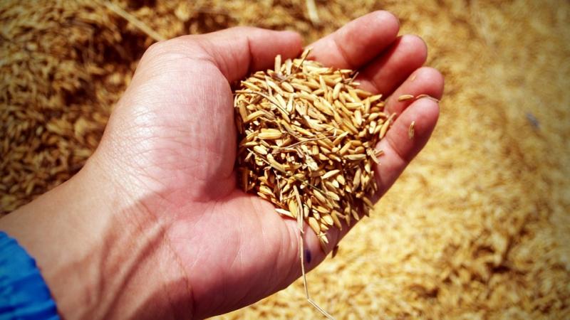 Una babele di semi: uno scambio all’insegna dell’autoproduzione e degli antichi saperi