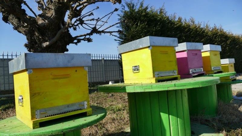 Le Api, sentinelle ambientali per monitorare la qualità dell’aria