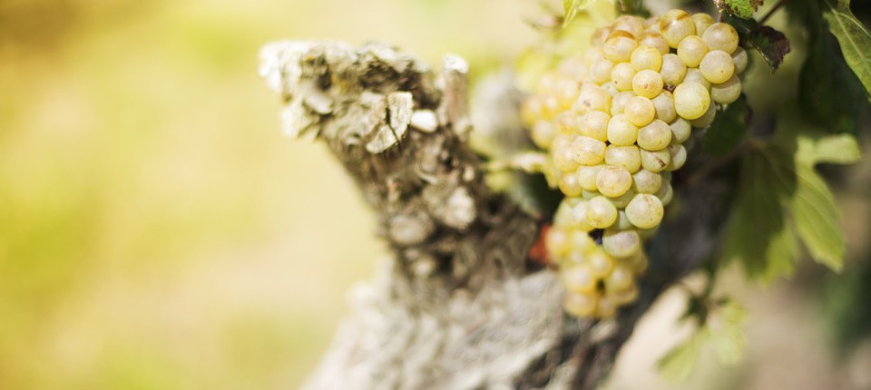 Prosecco: il sindaco impone il biologico nelle aree sensibili