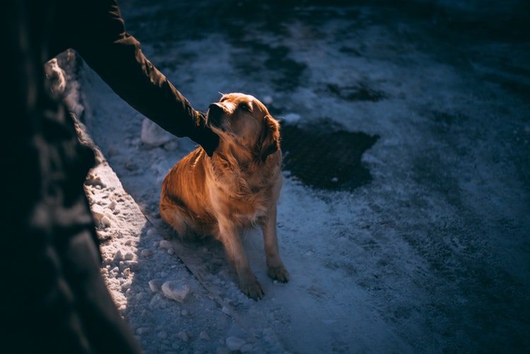 Eutanasia per gli animali: quali alternative?
