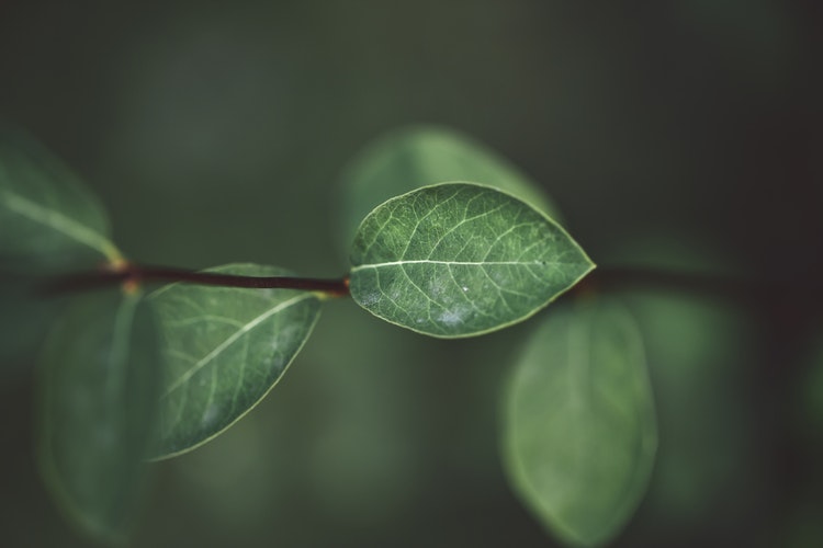 photo-1549013004-7d34484f2f86